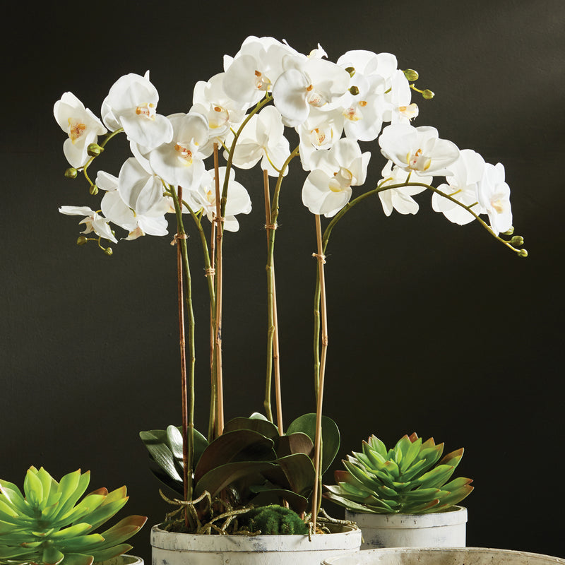 Phalaenopsis Orchid Bowl 25in Drop-In Faux Plant