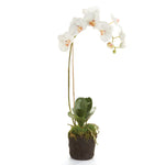 Phalaenopsis Orchid Drop-In Faux Plant