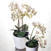 Phalaenopsis White and Purple Orchid Drop-In Faux Plant