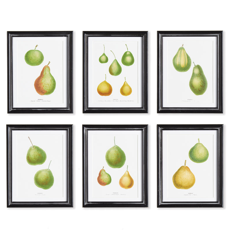 Pear Study Wall Art Set of 6