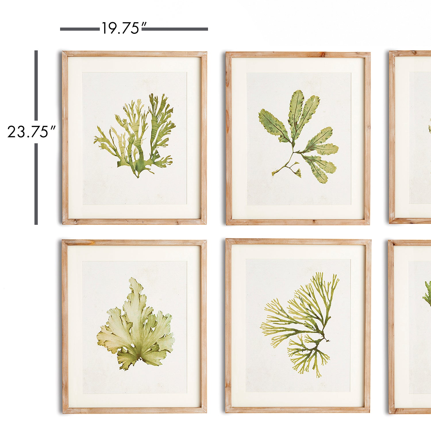 Kelp Wall Art Set of 6