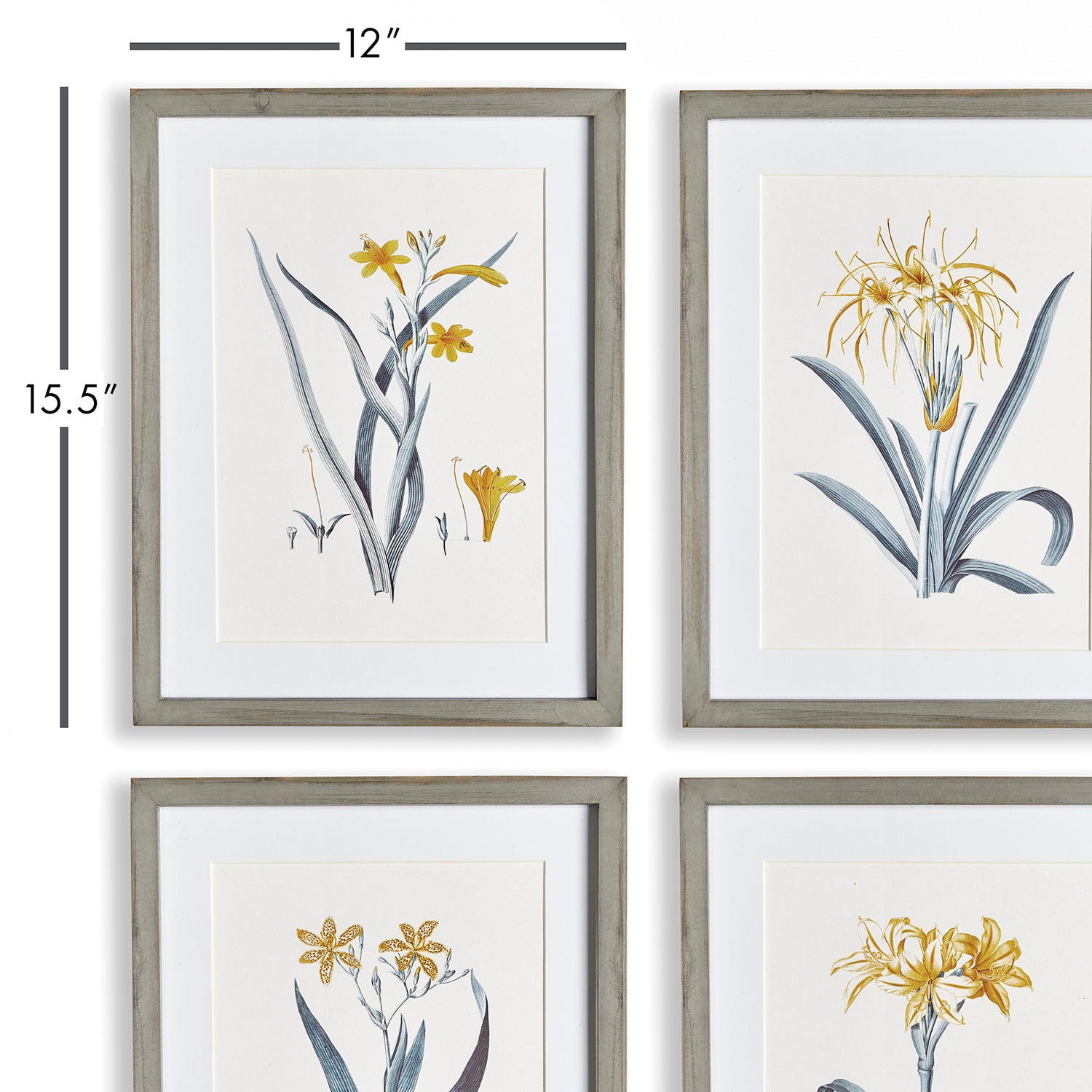 Daffodil Print Set of 4