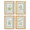 White Floral Study Wall Art Set of 4