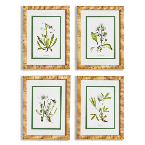 White Floral Study Wall Art Set of 4