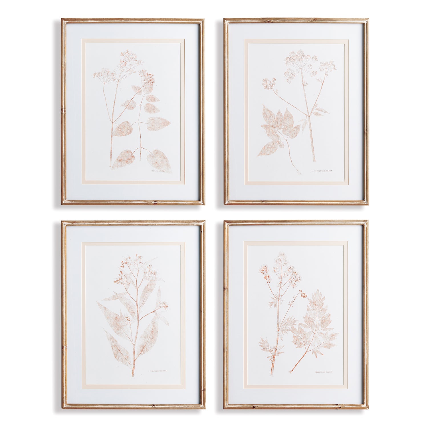 Blush Botanical Study Wall Art Set of 4