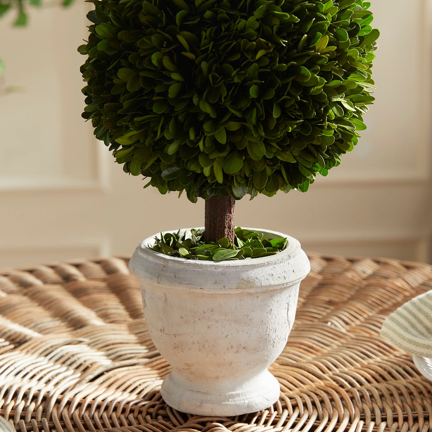 Boxwood Single Ball Topiary In Pot