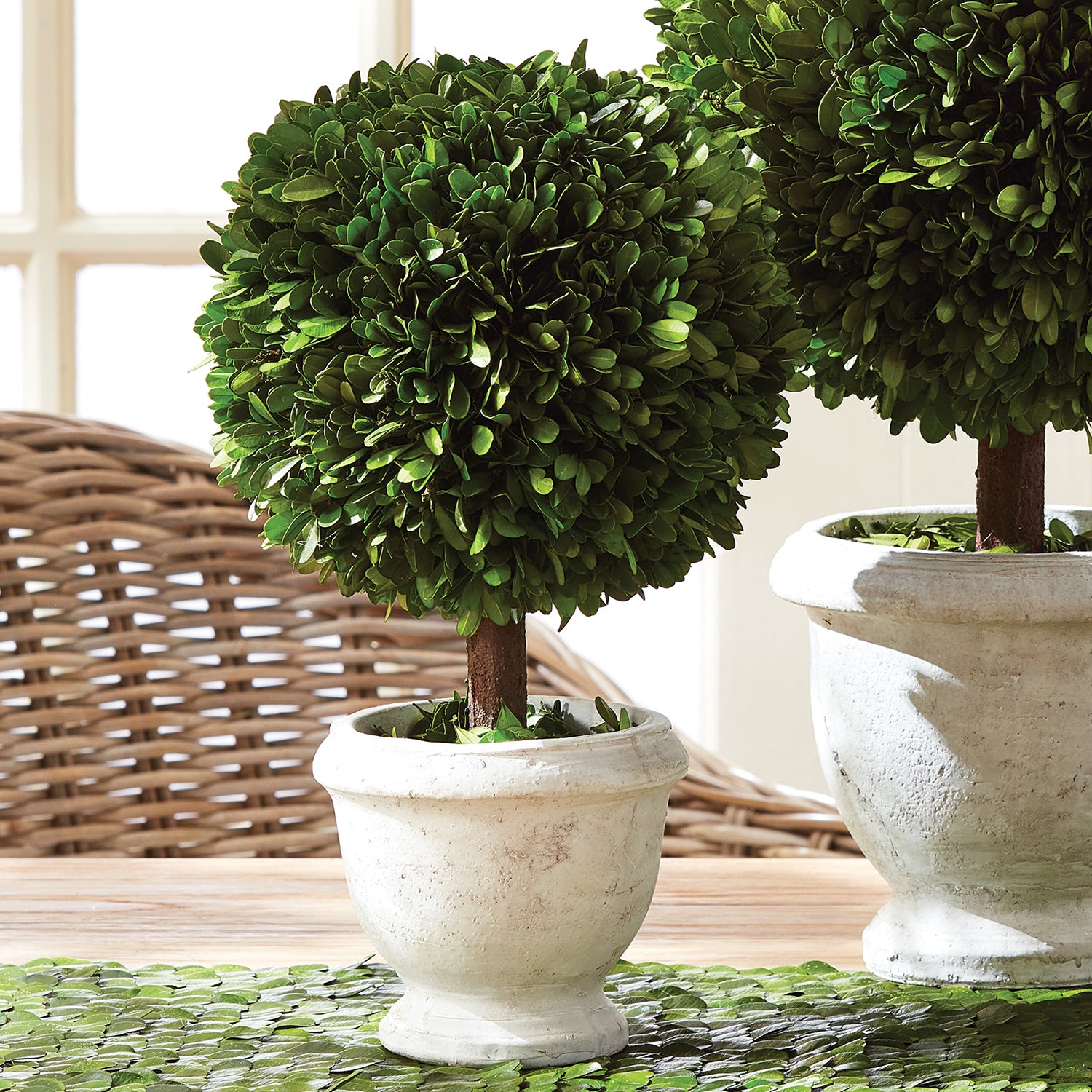 Boxwood Single Ball Topiary In Pot