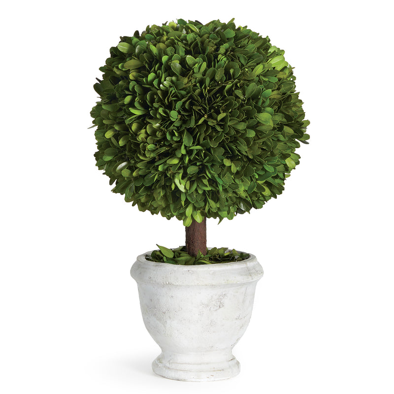 Boxwood Single Ball Topiary In Pot