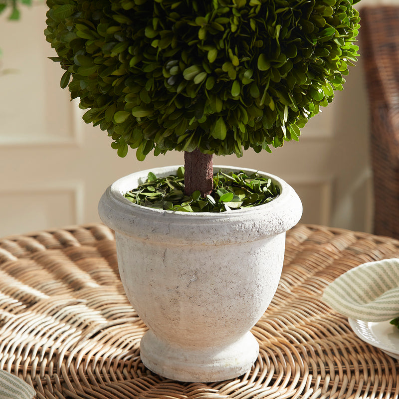 Boxwood Single Ball Topiary In Pot