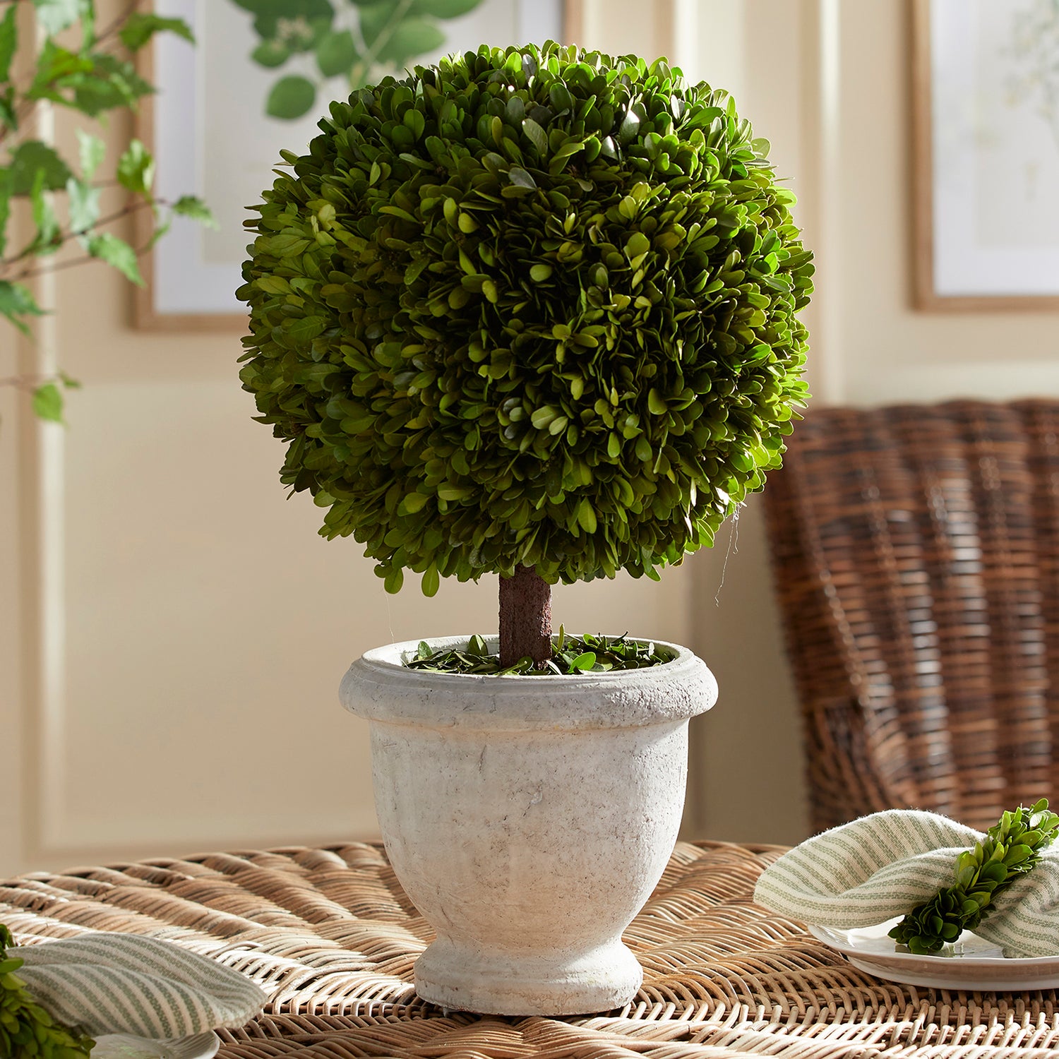 Boxwood Single Ball Topiary In Pot