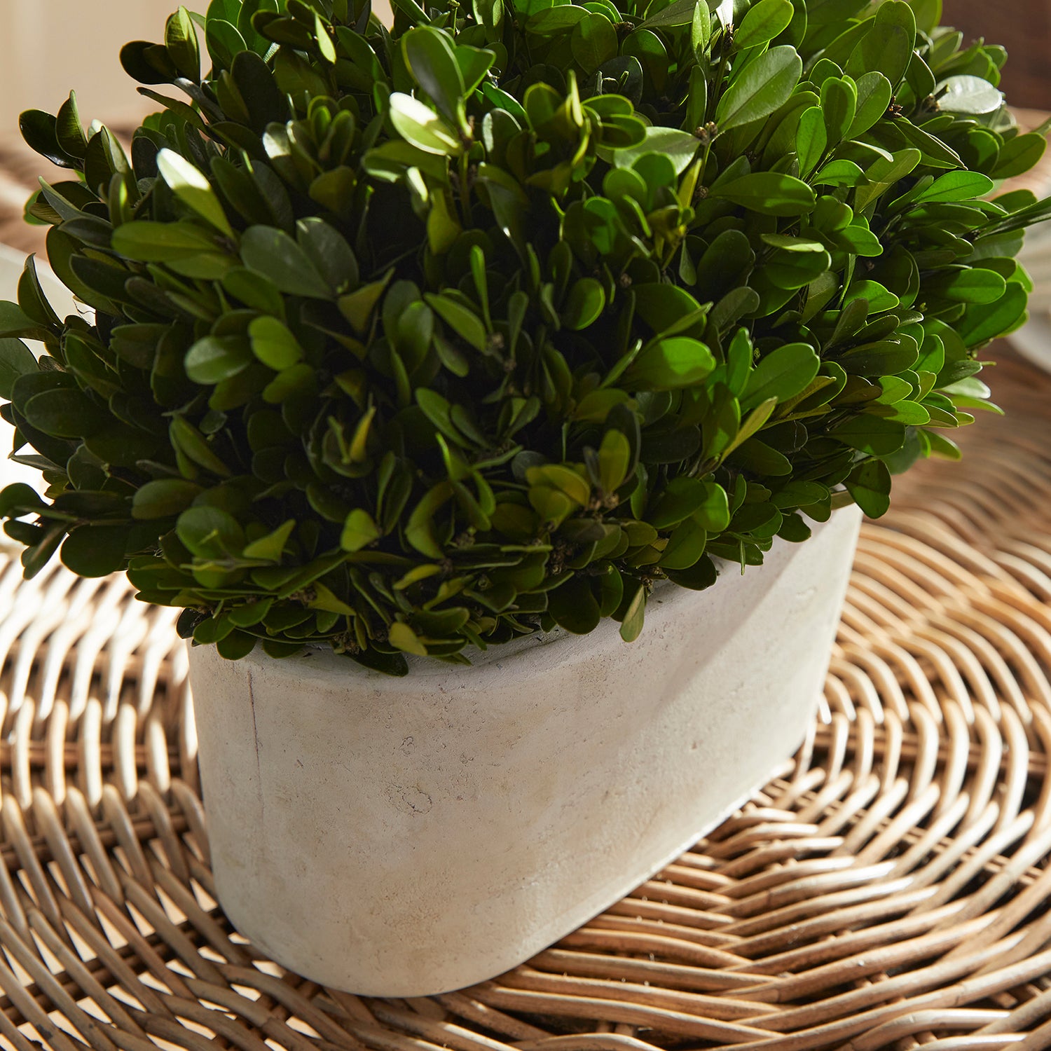 Boxwood Bush In Oval Pot