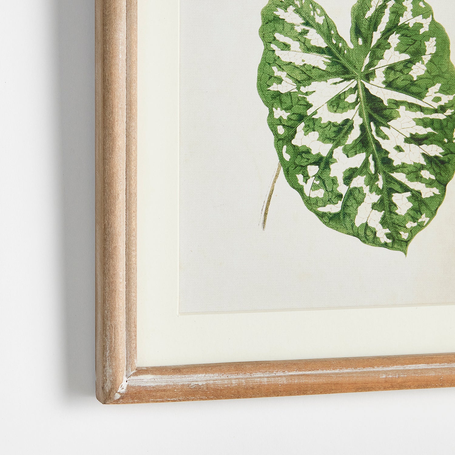 Leaf Cuttings Petite Print Wall Art Set of 3