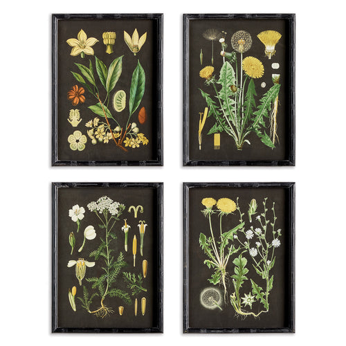 Golden Botanical Study Wall Art Set of 4
