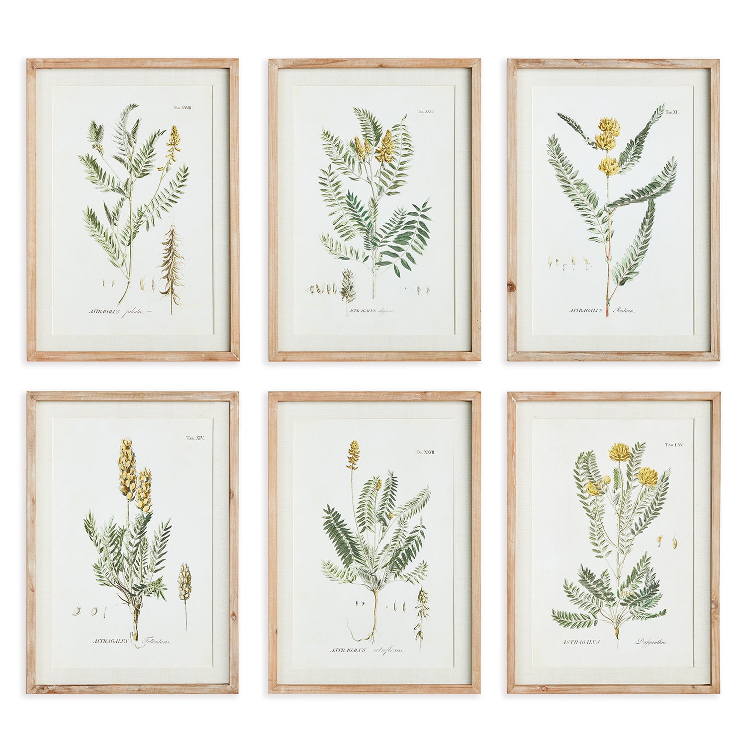 Mid-Summer Blooms Wall Art Set of 6