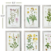 Perennial Botanical Study Wall Art Set of 6