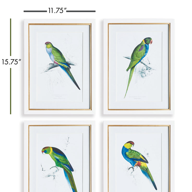 Colorful Parrots Print Wall Art Set of 4
