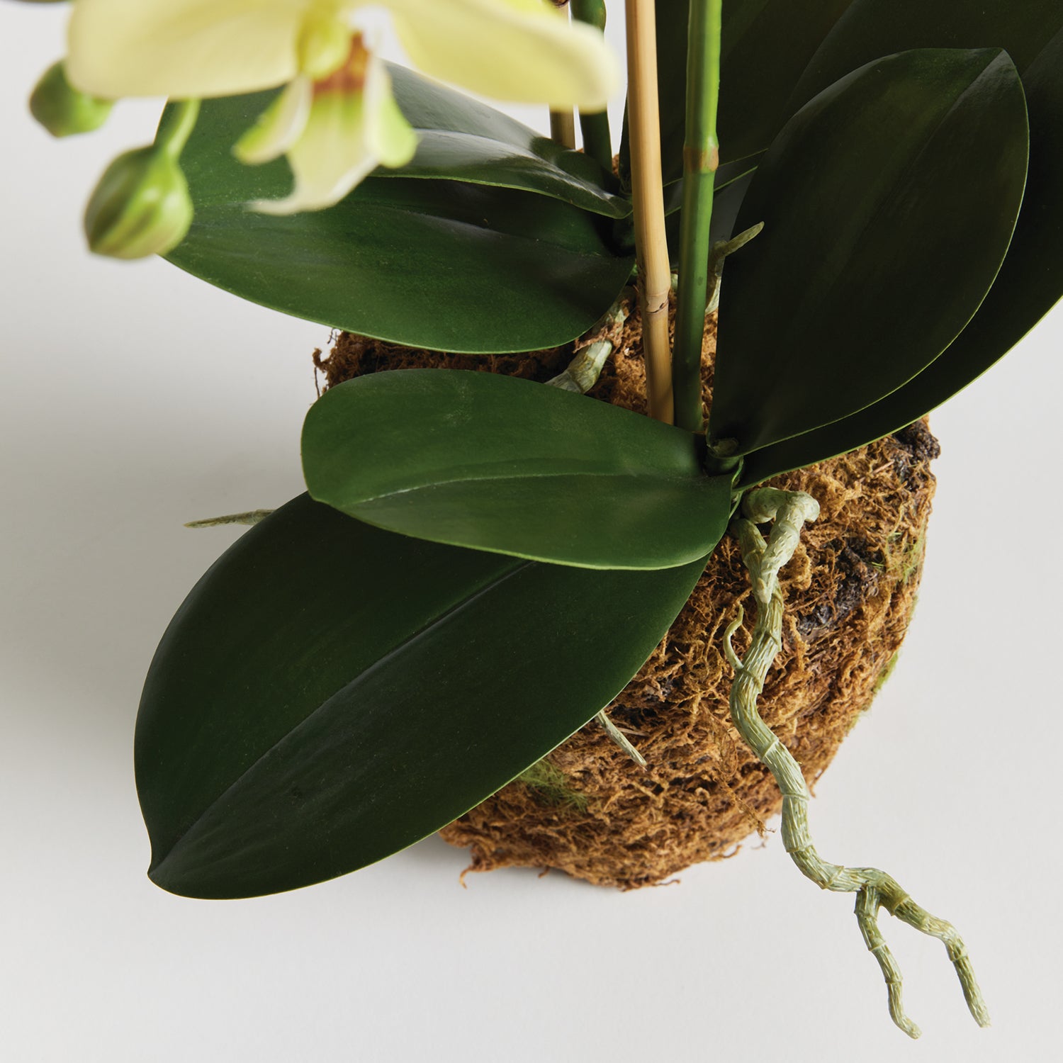 Phalaenopsis Orchid Yellow Drop-In Faux Plant