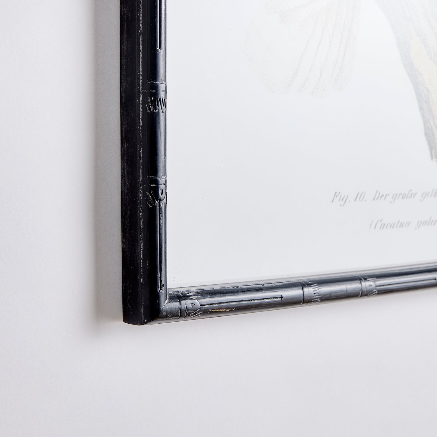 Parrot Study in White Set of 4