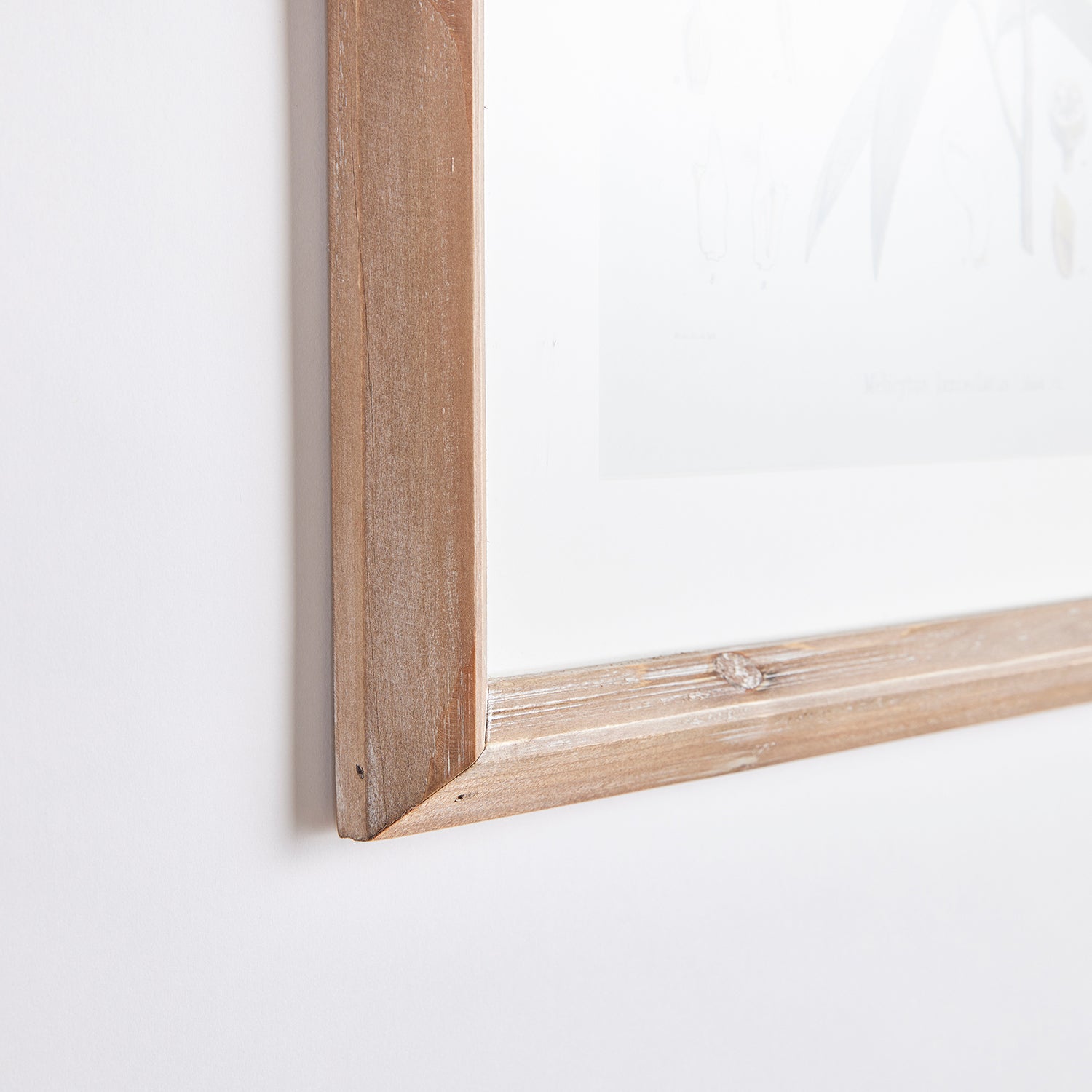 Classic Flower and Leaf Study Set of 6