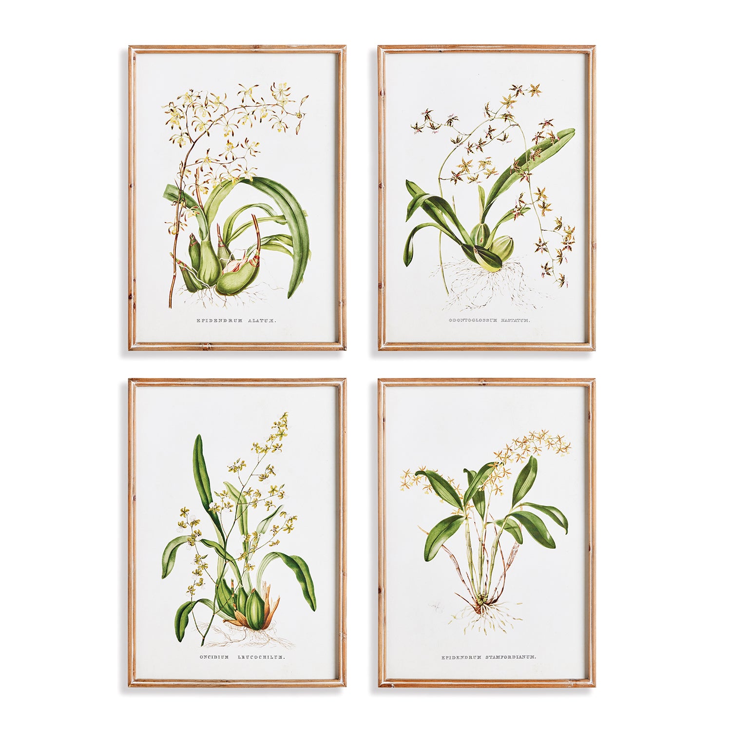 Orchid Assortment Study Set of 4
