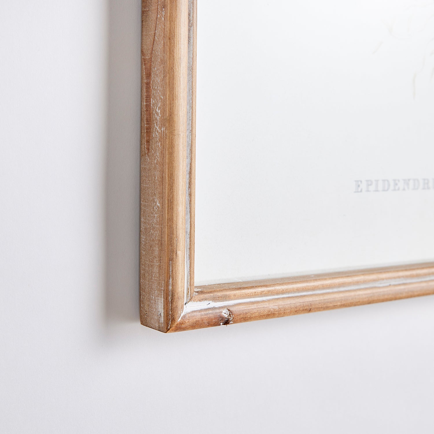 Orchid Assortment Study Set of 4