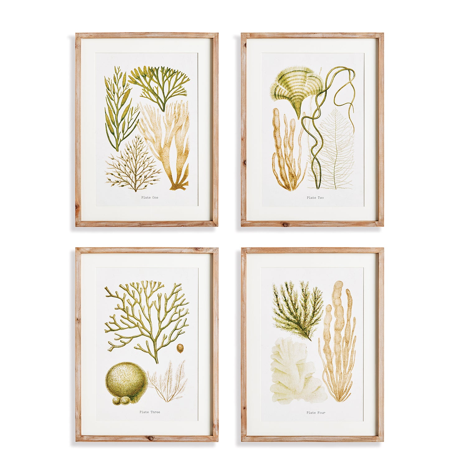 Verdant Coral Study Set of 4