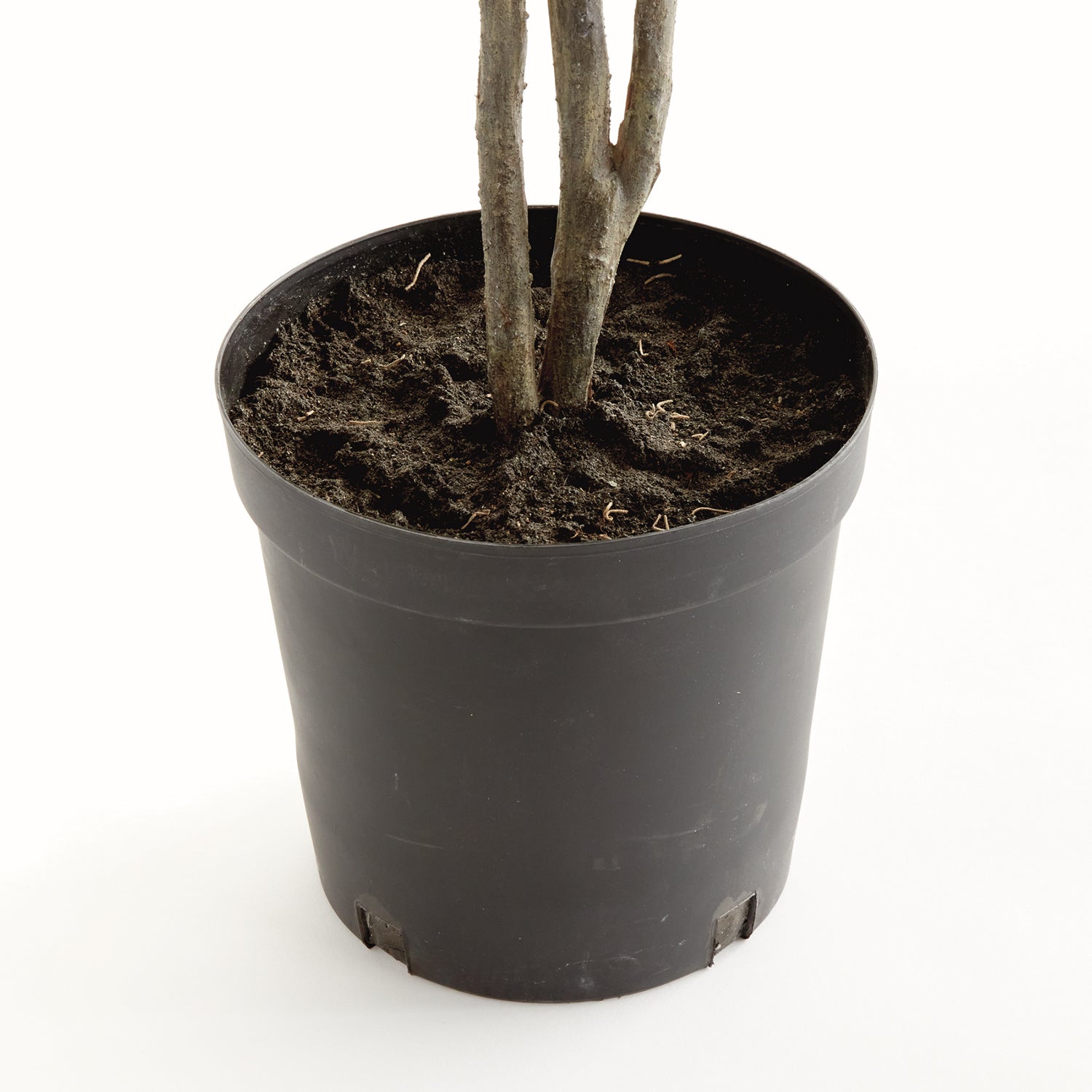 Ficus Tree 51in Drop-In Faux Plant