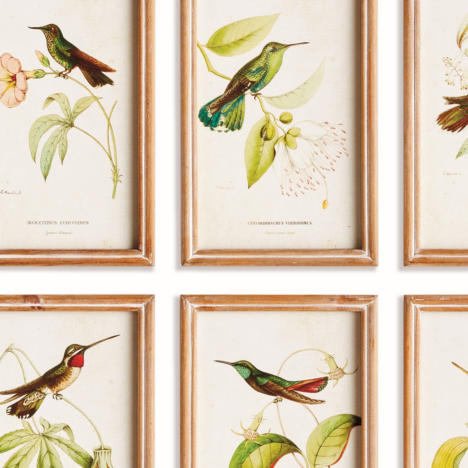 Hummingbirds in Blooms Study Framed Artwork Set of 8