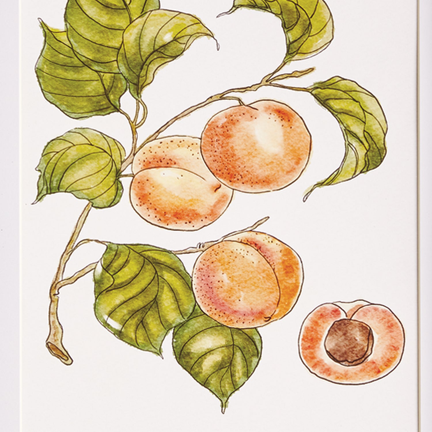 Autumnal Fruit Prints Set of 4