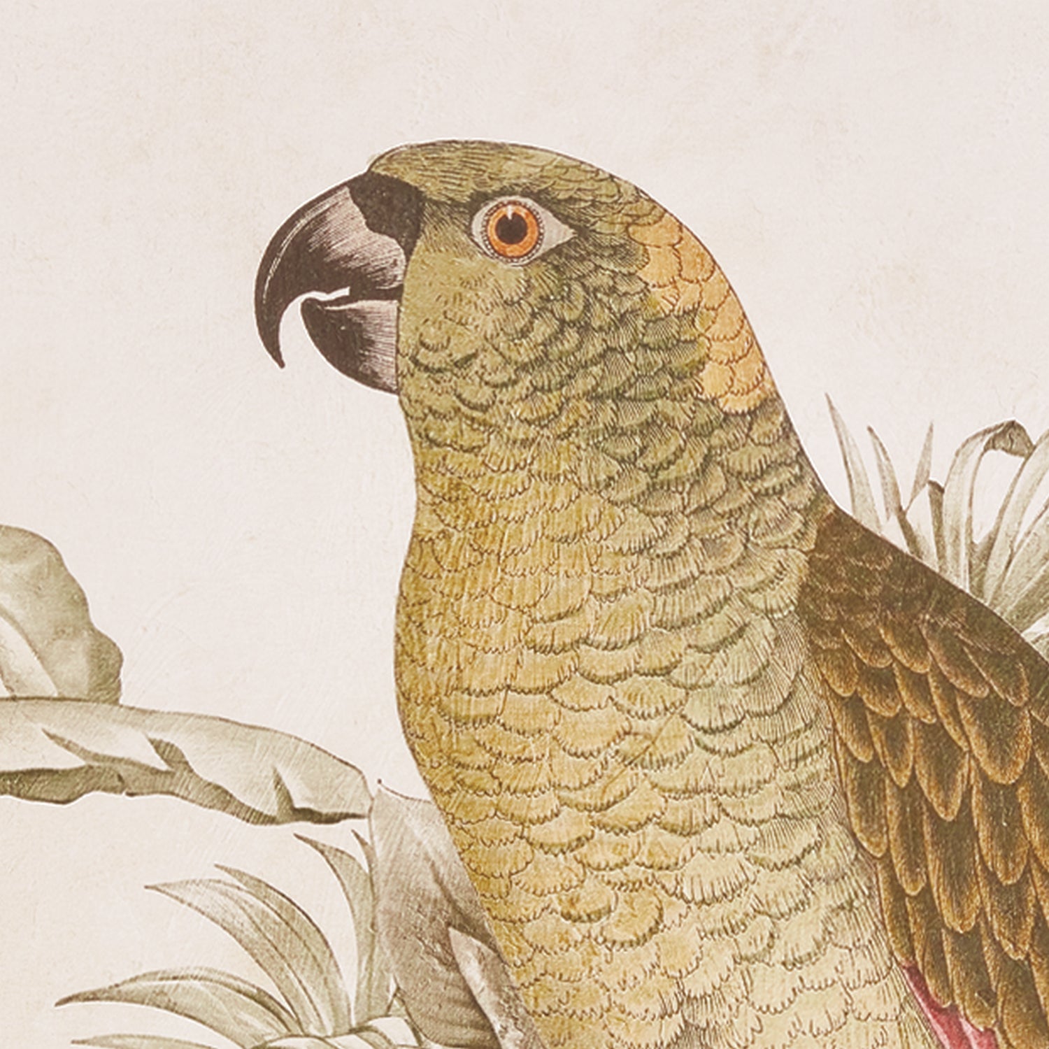 Tropical Parrot Print Wall Art Set of 2