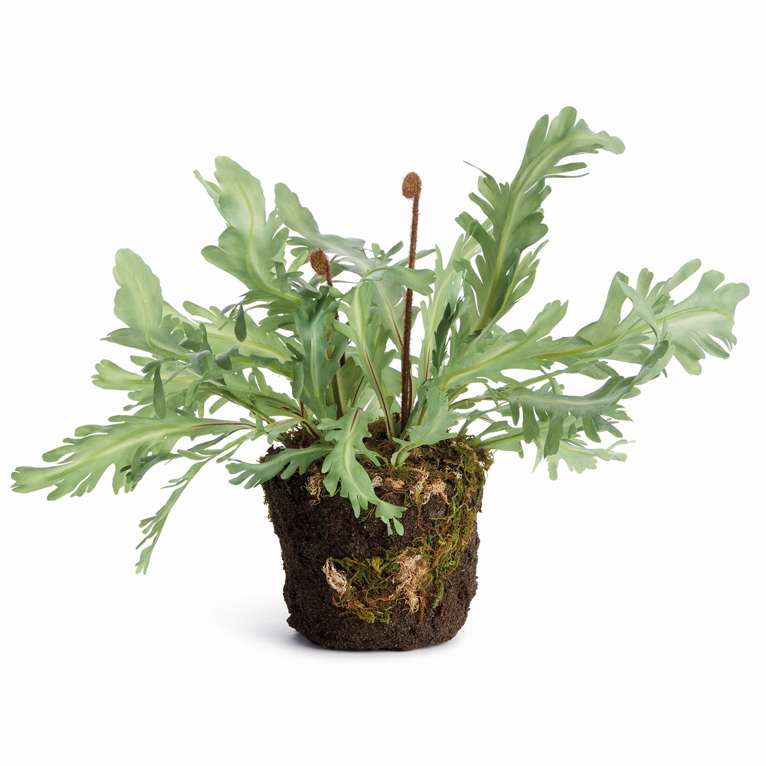 Rabbit Foot 13.5in Drop-In Faux Plant