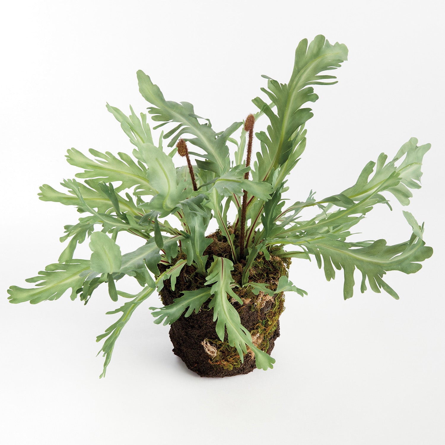 Rabbit Foot 13.5in Drop-In Faux Plant