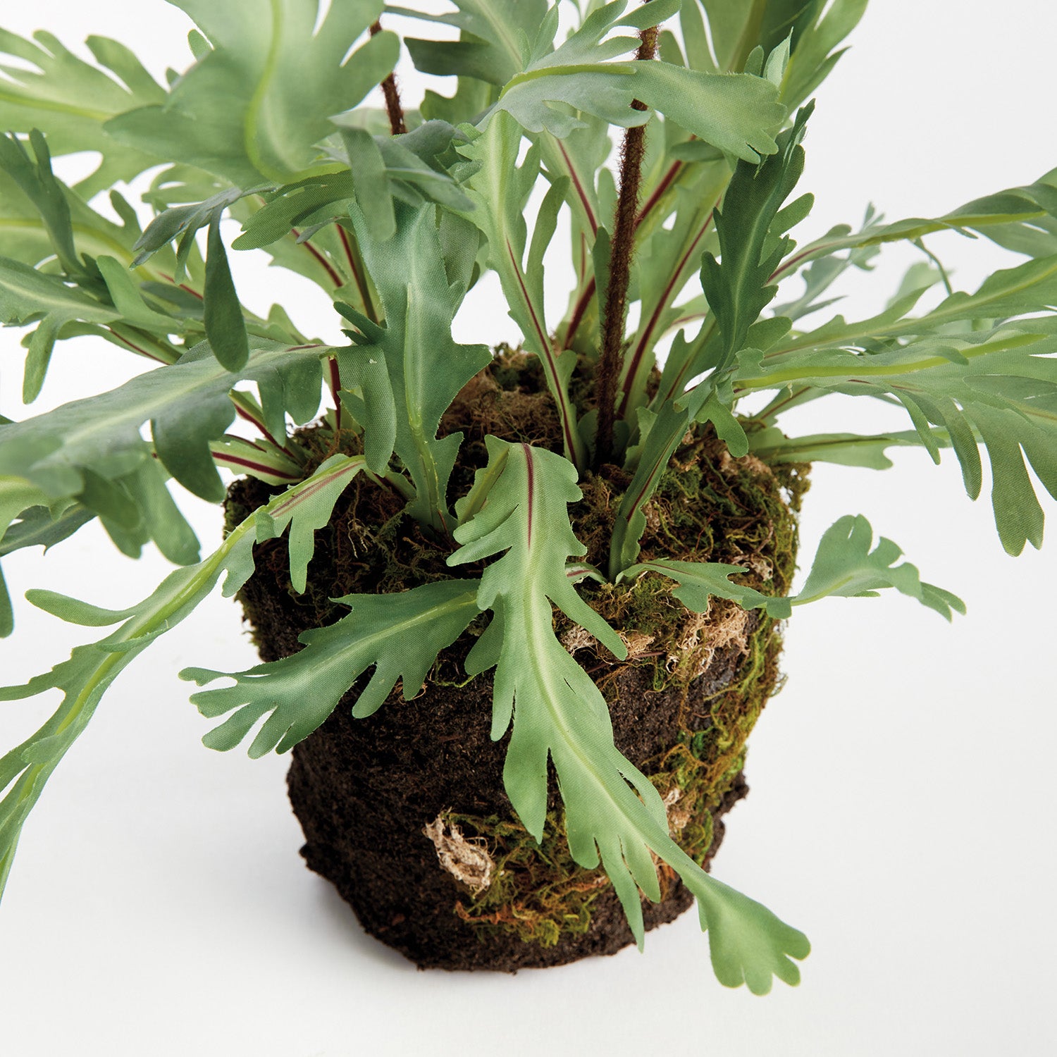 Rabbit Foot 13.5in Drop-In Faux Plant