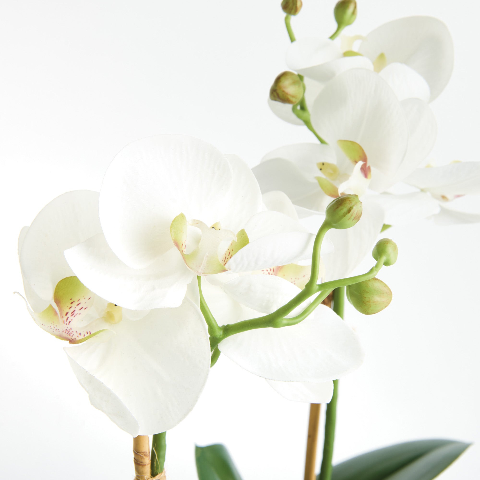 Phalaenopsis Orchid 15in Drop-In Faux Plant Set of 2
