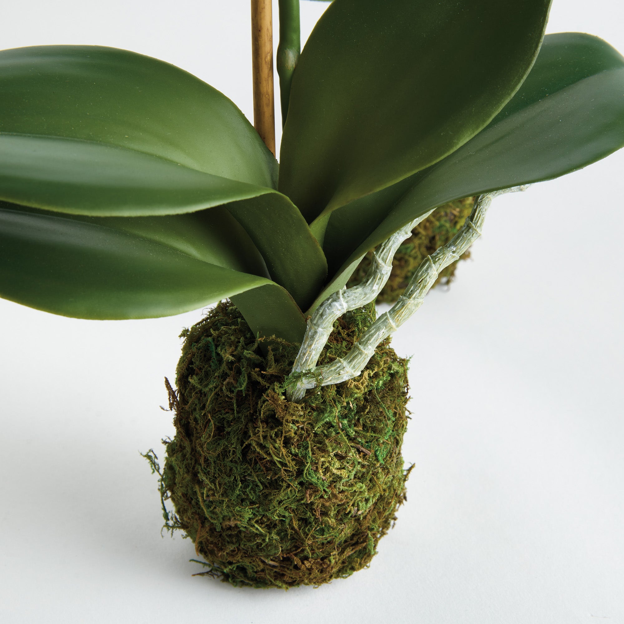 Phalaenopsis Orchid 15in Drop-In Faux Plant Set of 2