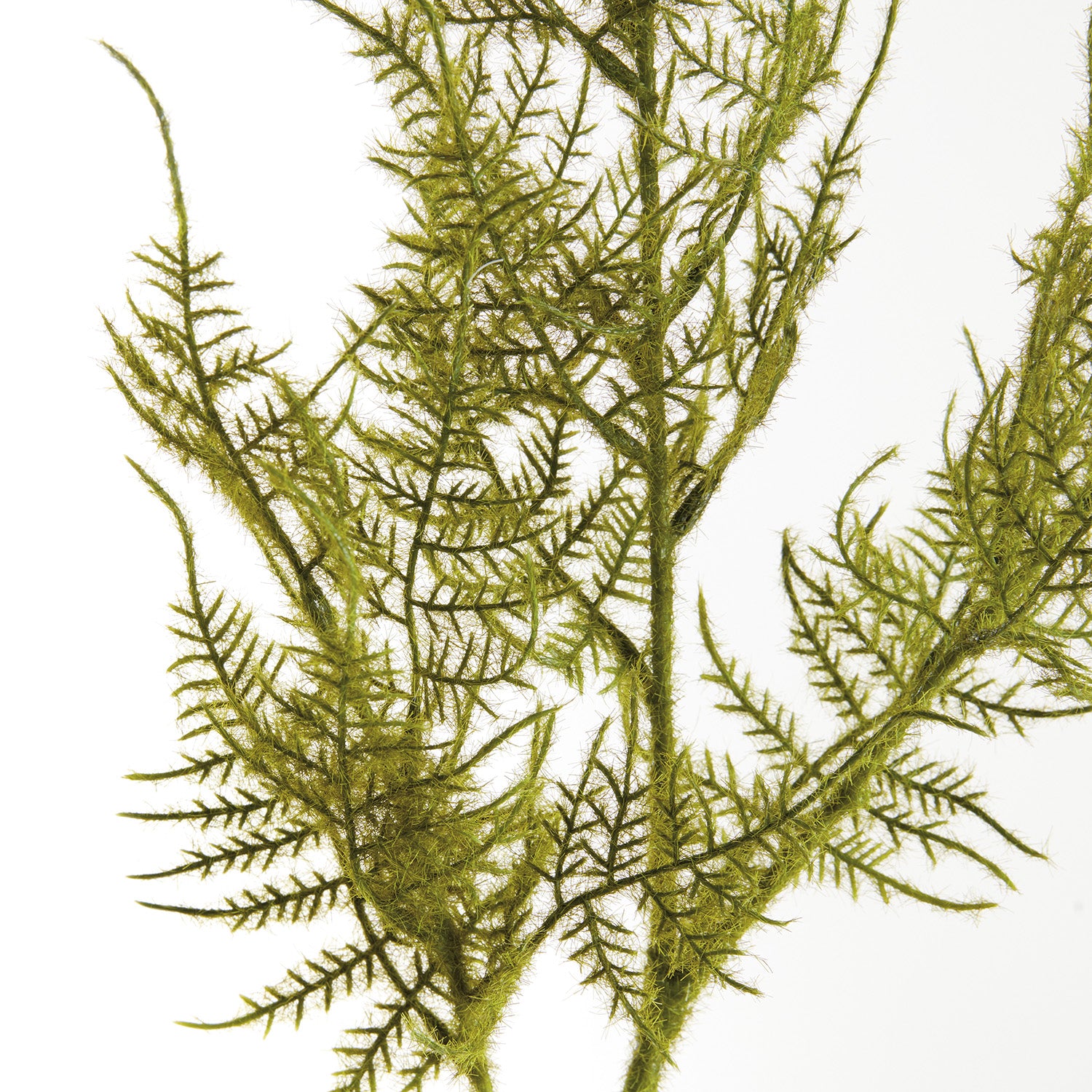Plumosa Faux Stem Set of 6
