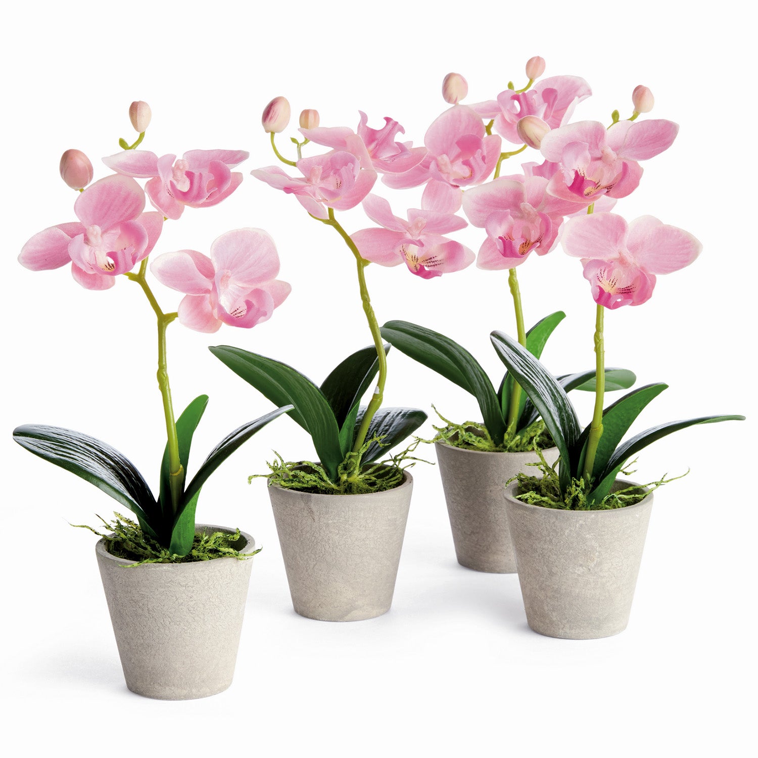 Potted Mini Phalaenopsis Orchids Set of 4