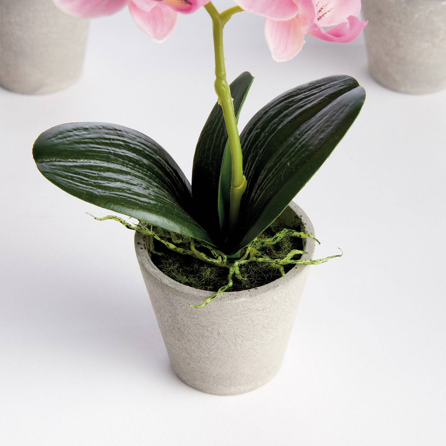 Potted Mini Phalaenopsis Orchids Set of 4