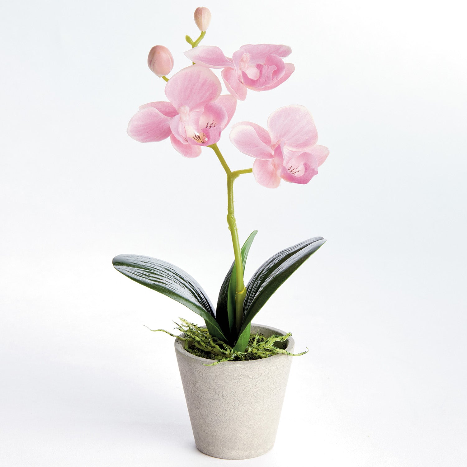 Potted Mini Phalaenopsis Orchids Set of 4