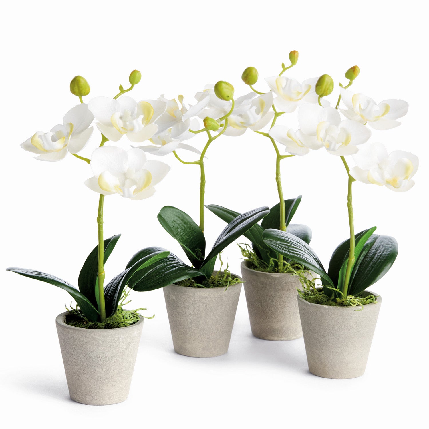 Potted Mini Phalaenopsis Orchids Set of 4