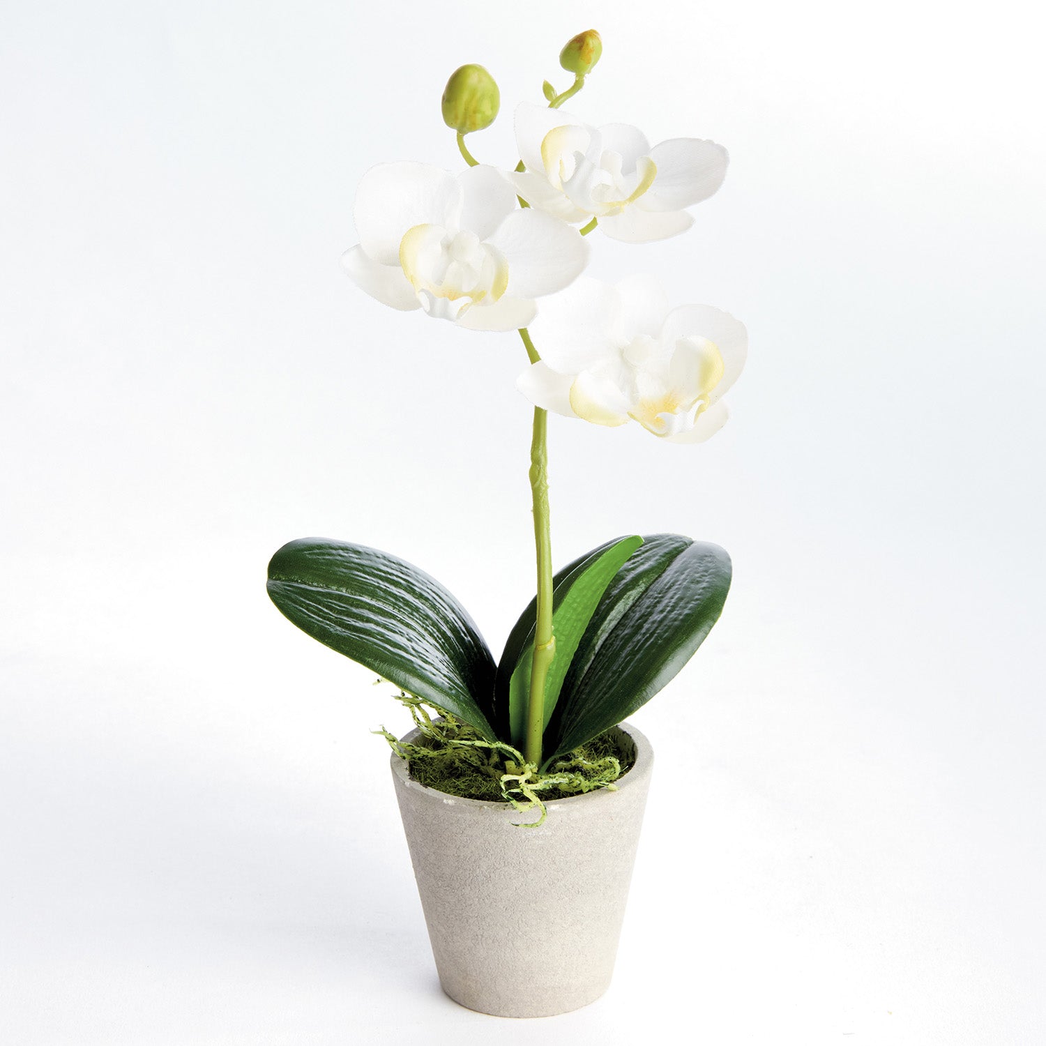 Potted Mini Phalaenopsis Orchids Set of 4