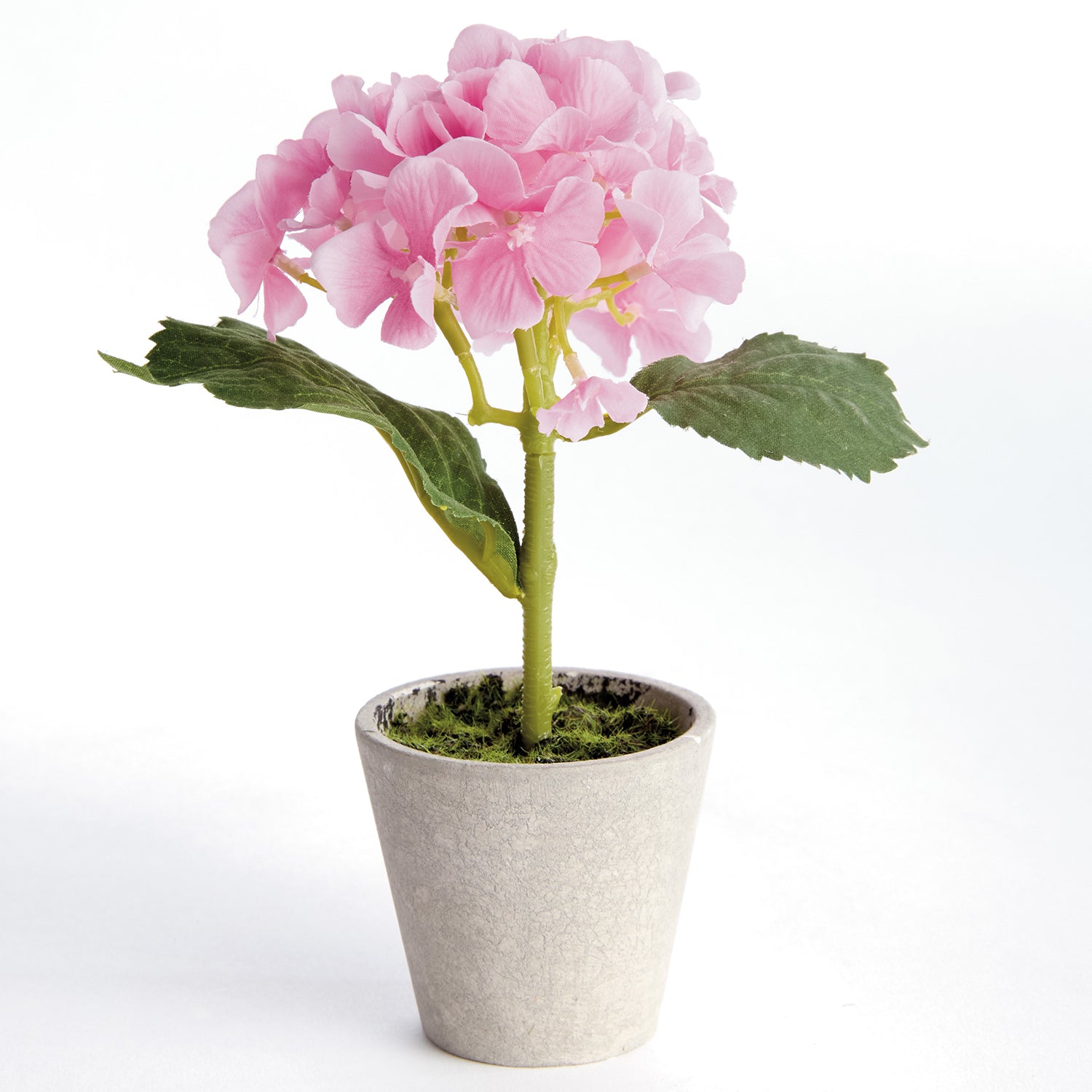 Potted Mini Hydrangea Set of 4