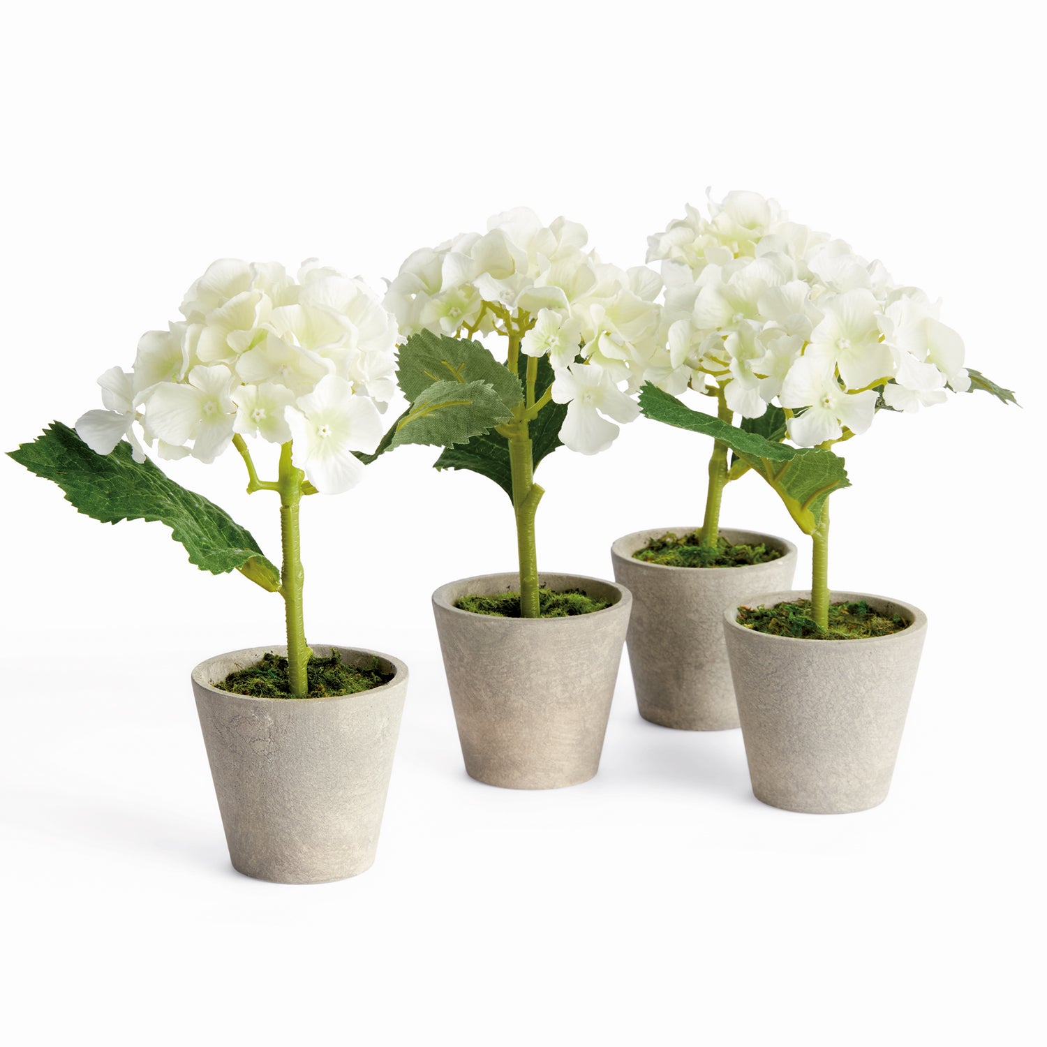 Potted Mini Hydrangea Set of 4