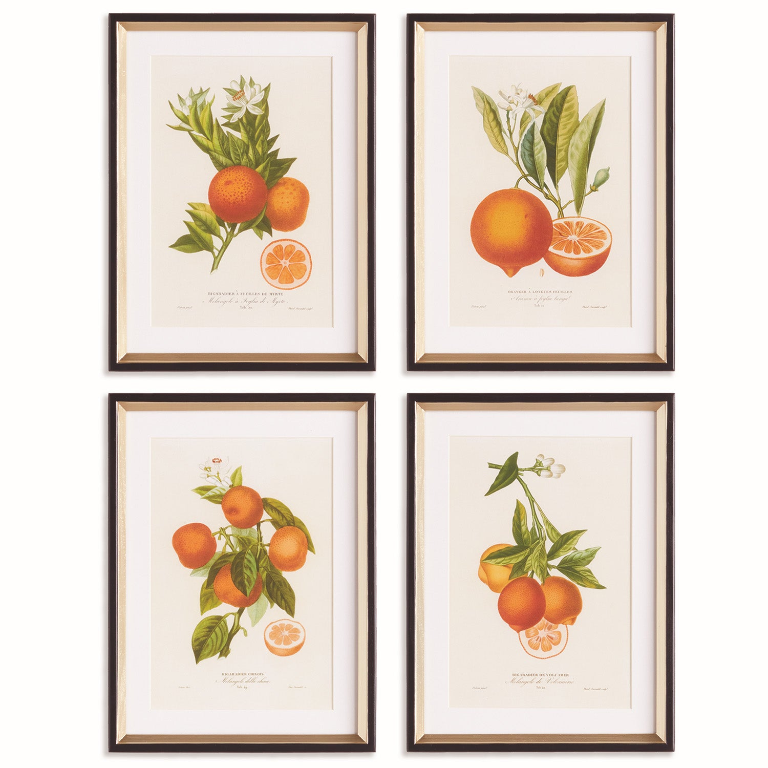 Citrus Cuttings Study Framed Wall Art Set of 4