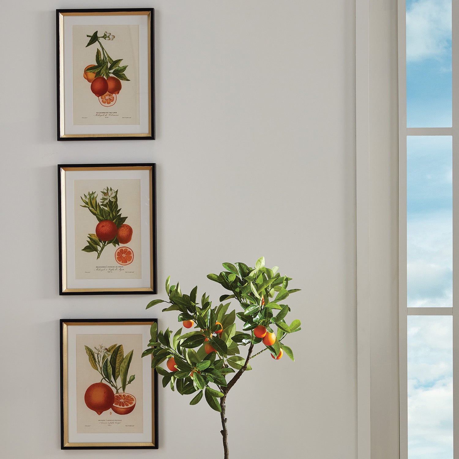 Citrus Cuttings Study Framed Wall Art Set of 4