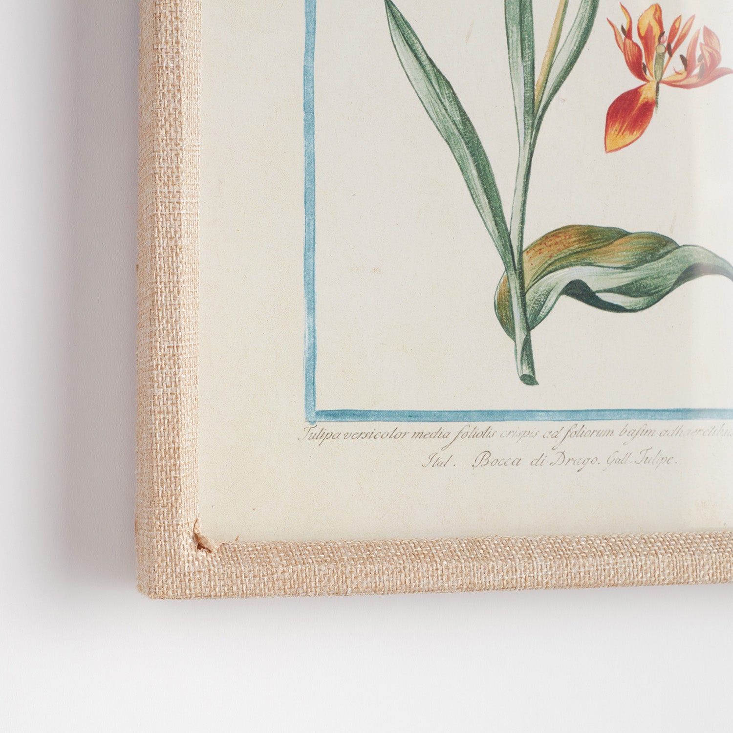 Dainty Flora & Fauna Study Framed Wall Art Set of 9