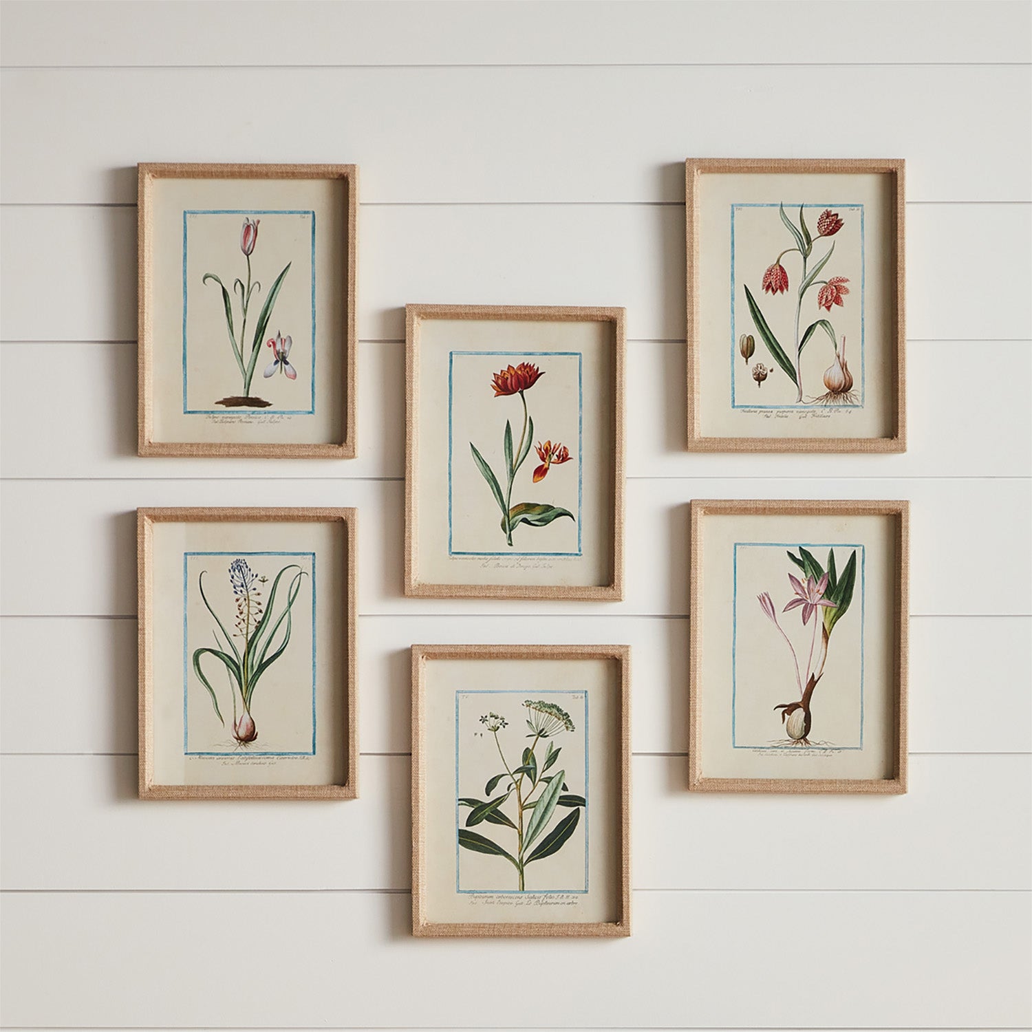 Dainty Flora & Fauna Study Framed Wall Art Set of 9