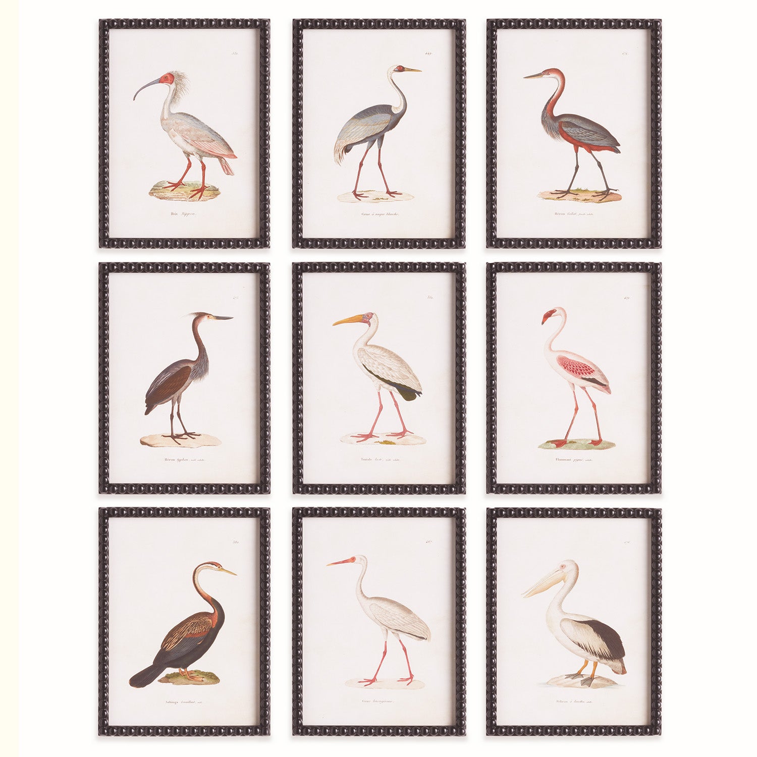 Aquatic Birds Study Set of 9