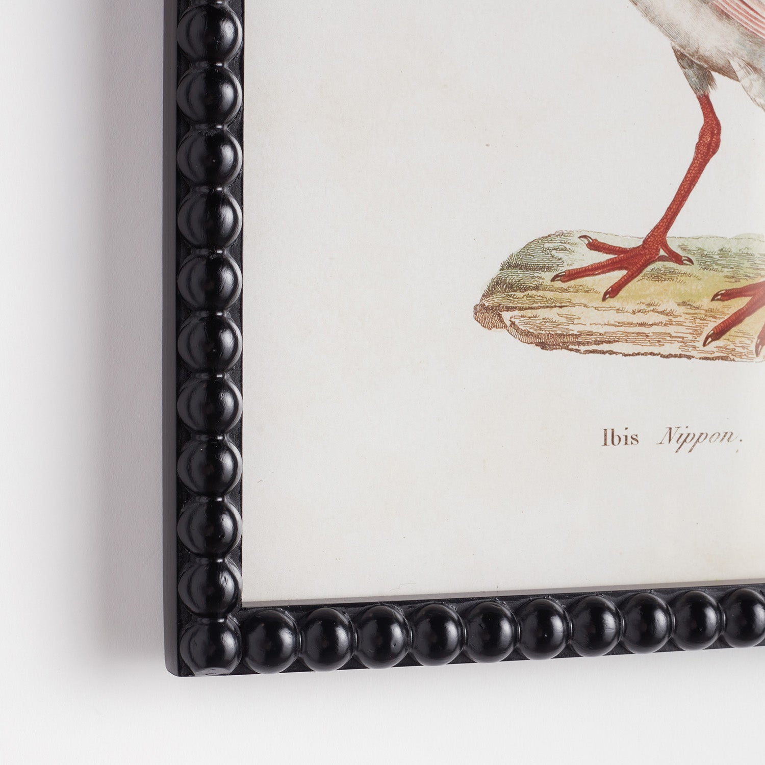 Aquatic Birds Study Set of 9