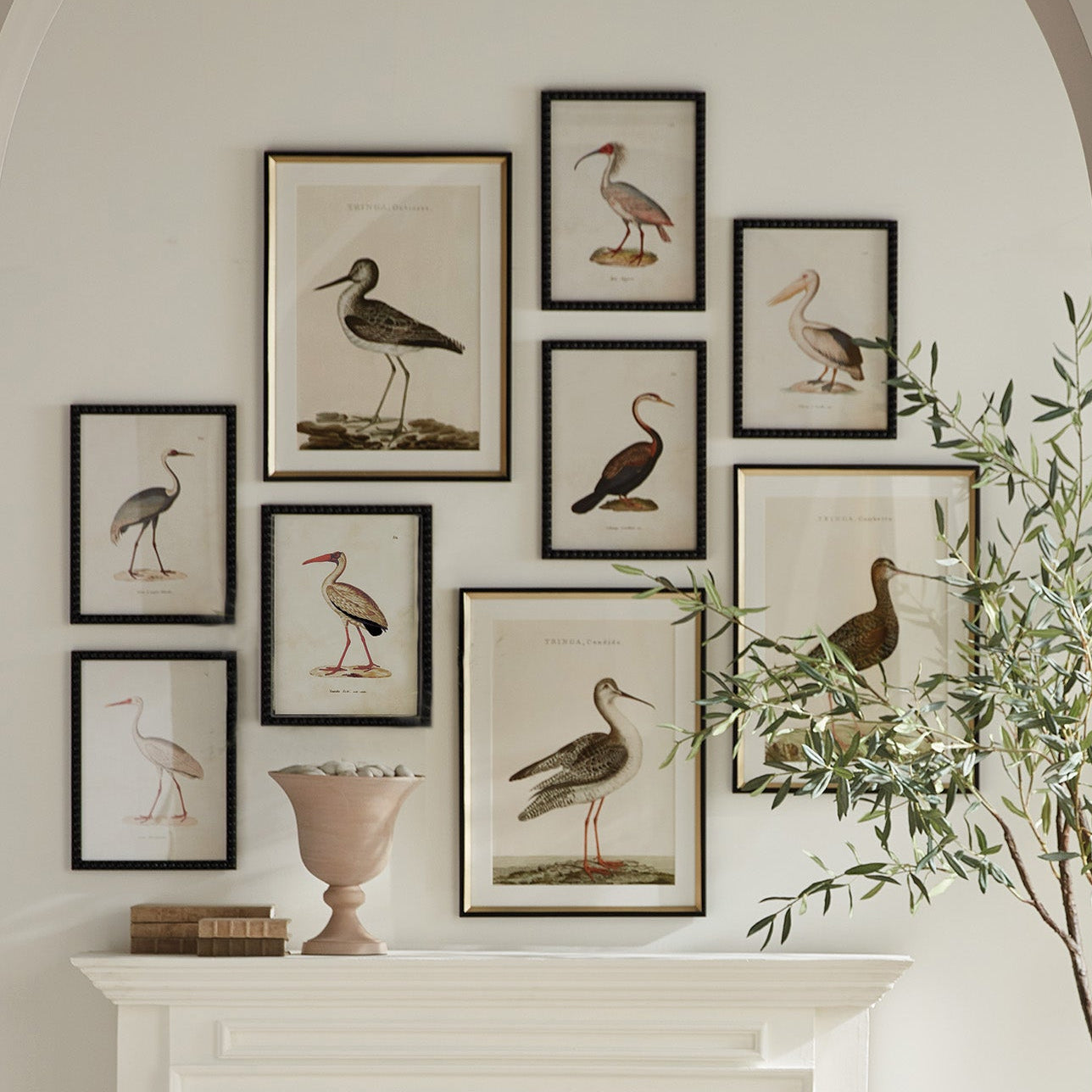 Aquatic Birds Study Set of 9